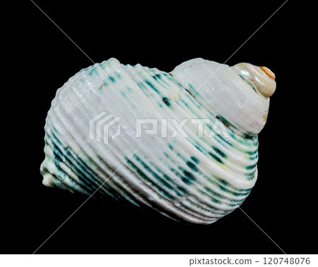 Green-Striped Marine Shell Turbo imperialis 120748076