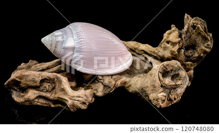Pink Conch Shell Olivancillaria orbignyi on Driftwood Pink Conch Shell Olivancillaria orbignyi on Driftwood 120748080