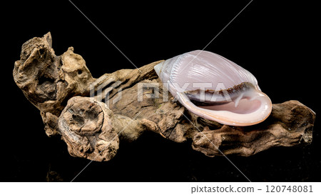Pink Conch Shell Olivancillaria orbignyi on Driftwood Pink Conch Shell Olivancillaria orbignyi on Driftwood 120748081