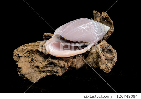 Pink Conch Shell Olivancillaria orbignyi on Driftwood 120748084