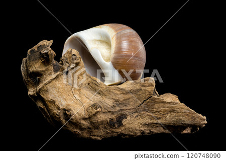 Brown Moon Snail Shell on black background 120748090