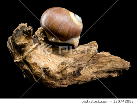 Brown Moon Snail Shell on black background 120748092
