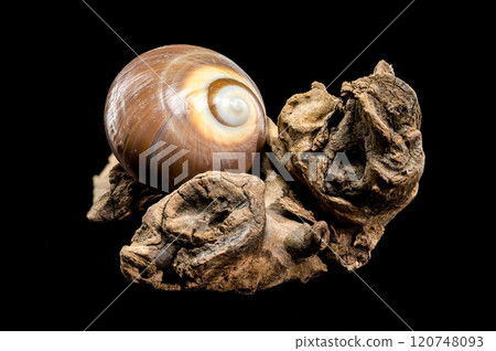Brown Moon Snail Shell on black background 120748093