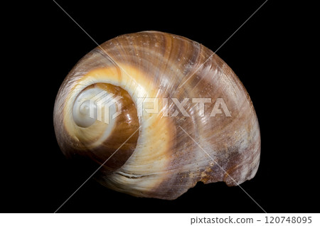 Brown Moon Snail Shell on black background 120748095