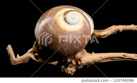 Brown Moon Snail Shell on black background 120748096