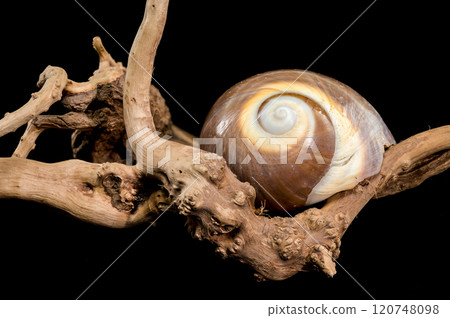 Brown Moon Snail Shell on black background 120748098