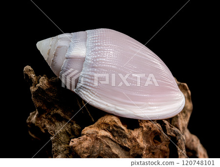 Pink Conch Shell Olivancillaria orbignyi on Driftwood 120748101