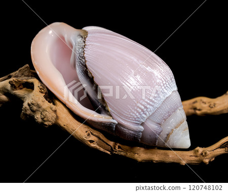 Pink Conch Shell Olivancillaria orbignyi on Driftwood Pink Conch Shell Olivancillaria orbignyi on Driftwood 120748102