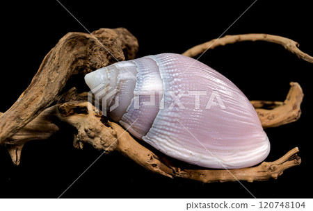 Pink Conch Shell Olivancillaria orbignyi on Driftwood Pink Conch Shell Olivancillaria orbignyi on Driftwood 120748104