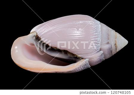 Pink Conch Shell Olivancillaria orbignyi 120748105