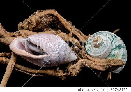 Pink Conch Shell Olivancillaria orbignyi on Driftwood 120748111