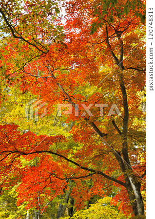 Autumn leaves 120748313