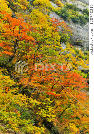 Autumn leaves Autumn leaves 120748316