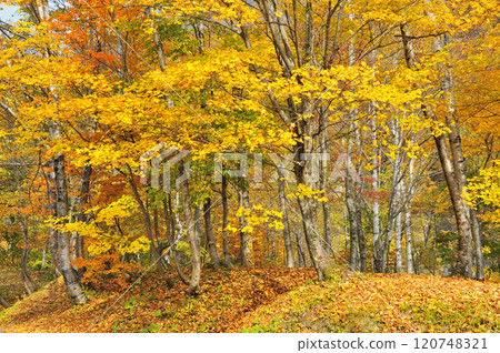 Autumn leaves 120748321