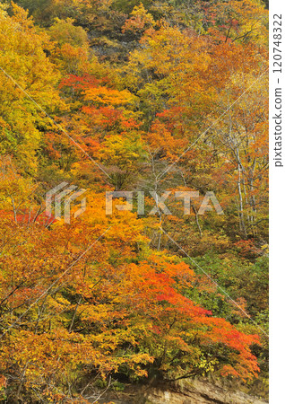 Autumn leaves Autumn leaves 120748322