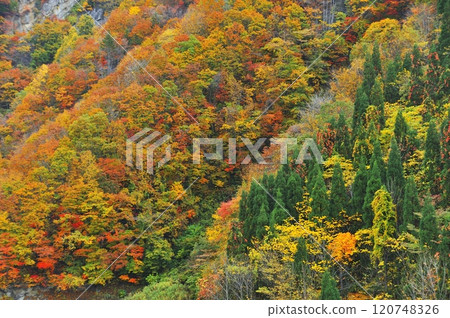 秋天的樹葉 120748326