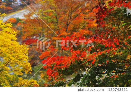 Autumn leaves 120748331