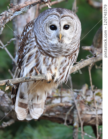 Barred Owl standing on a tree branch with green background, Quebec, Canada Barred Owl standing on a tree branch with green background, Quebec, Canada 120748379