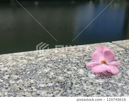 水邊花瓣散落的風景/花兒 水邊花瓣散落的風景/花兒 120748616