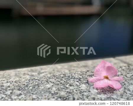 水邊花瓣散落的風景/花兒 水邊花瓣散落的風景/花兒 120748618
