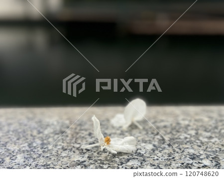 A waterside landscape with scattered flower petals / The flowers 120748620