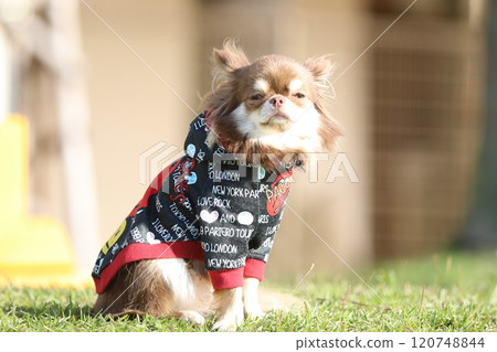 Cute chihuahua playing in clothes at a dog run in autumn 120748844