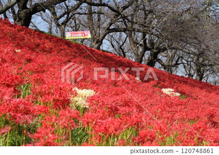 Red spider lilies dyeing the Gongendo embankment a deep red 120748861