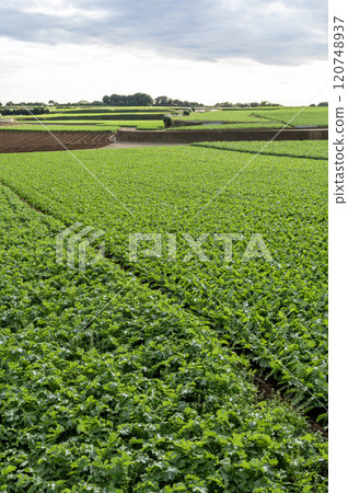 A green radish field in Miura City A green radish field in Miura City 120748937