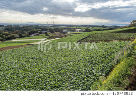 A green radish field in Miura City A green radish field in Miura City 120748938