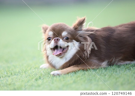 Chihuahua with a cute smile Chihuahua with a cute smile 120749146
