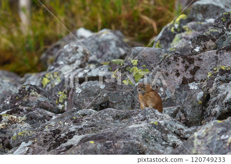 Ezon 鼠兔,一種來自北海道的可愛而舒緩的動物 Ezon 鼠兔,一種來自北海道的可愛而舒緩的動物 120749233