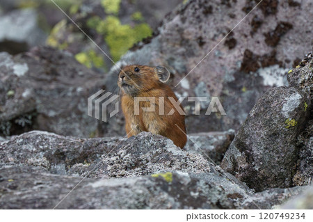 The Ezo Pika: A cute and soothing animal from Hokkaido 120749234