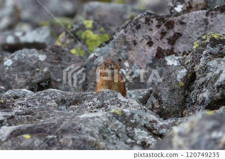 Ezon 鼠兔,一種來自北海道的可愛而舒緩的動物 Ezon 鼠兔,一種來自北海道的可愛而舒緩的動物 120749235