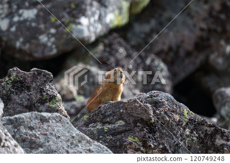 Ezon 鼠兔，一種來自北海道的可愛而舒緩的動物 120749248