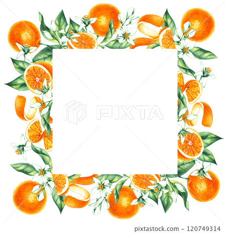 Watercolor orange tropical fruit hand drawn 120749314