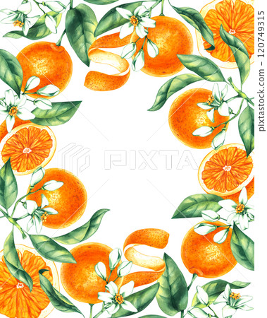 Watercolor orange tropical fruit hand drawn Watercolor orange tropical fruit hand drawn 120749315