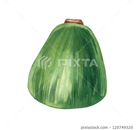 Watercolor papaya tropical fruit hand drawn isolated Watercolor papaya tropical fruit hand drawn isolated 120749320