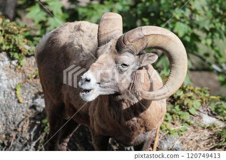 Okinawa sheep Okinawa sheep 120749413