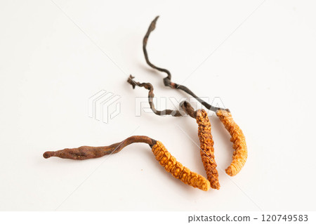 Cordyceps sinensis or Ophiocordyceps sinensis isolated on white background, mushroom herb treatment medicine. Cordyceps sinensis or Ophiocordyceps sinensis isolated on white background, mushroom herb treatment medicine. 120749583