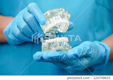 Asian dentist holding dental teeth model for learn about dentistry. 120749635