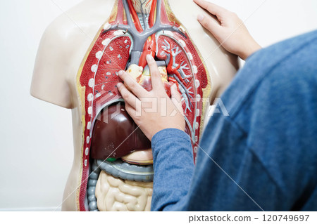 Asian student learning with human body model in anatomy biology in classroom at high school. 120749697