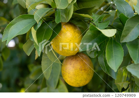 Lemons infected with citrus rust mites Lemons infected with citrus rust mites 120749909