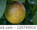 Lemons damaged by citrus rust mites 120749910