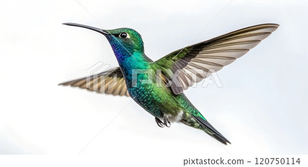 Hummingbird in flight showcasing vibrant colors against a plain background 120750114