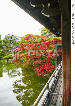 Heian Shrine (November) East Garden "Taiheikaku" Heian Shrine (November) East Garden "Taiheikaku" 120750197