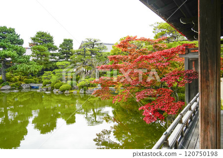 Heian Shrine (November) East Garden "Taiheikaku" 120750198