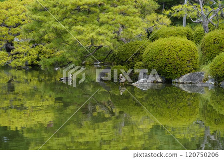 Heian Shrine (November) Higashijinen 120750206