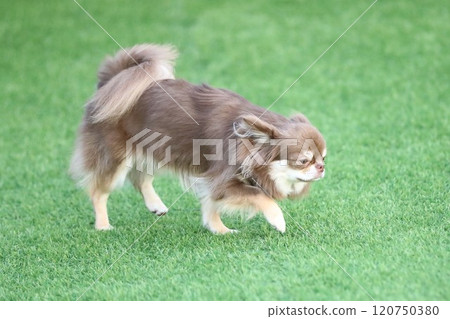 Cute chihuahua running around Cute chihuahua running around 120750380