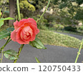 Rose   120750433