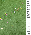 petal 120750435
